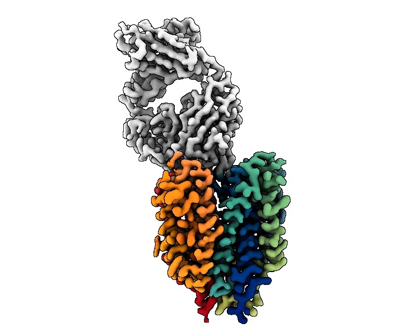 Protein FLVCR2