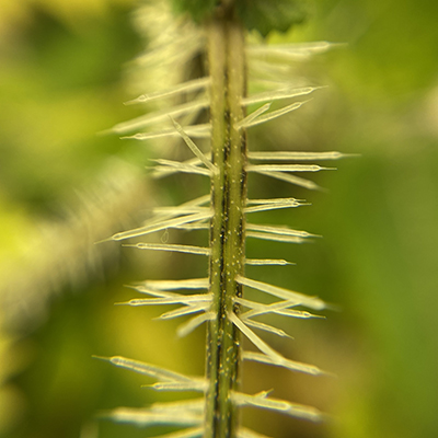 Close up of stinging hairs of the new Zealand stinging nettle
