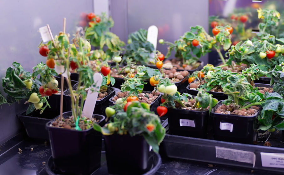 Tomato plants in the lab