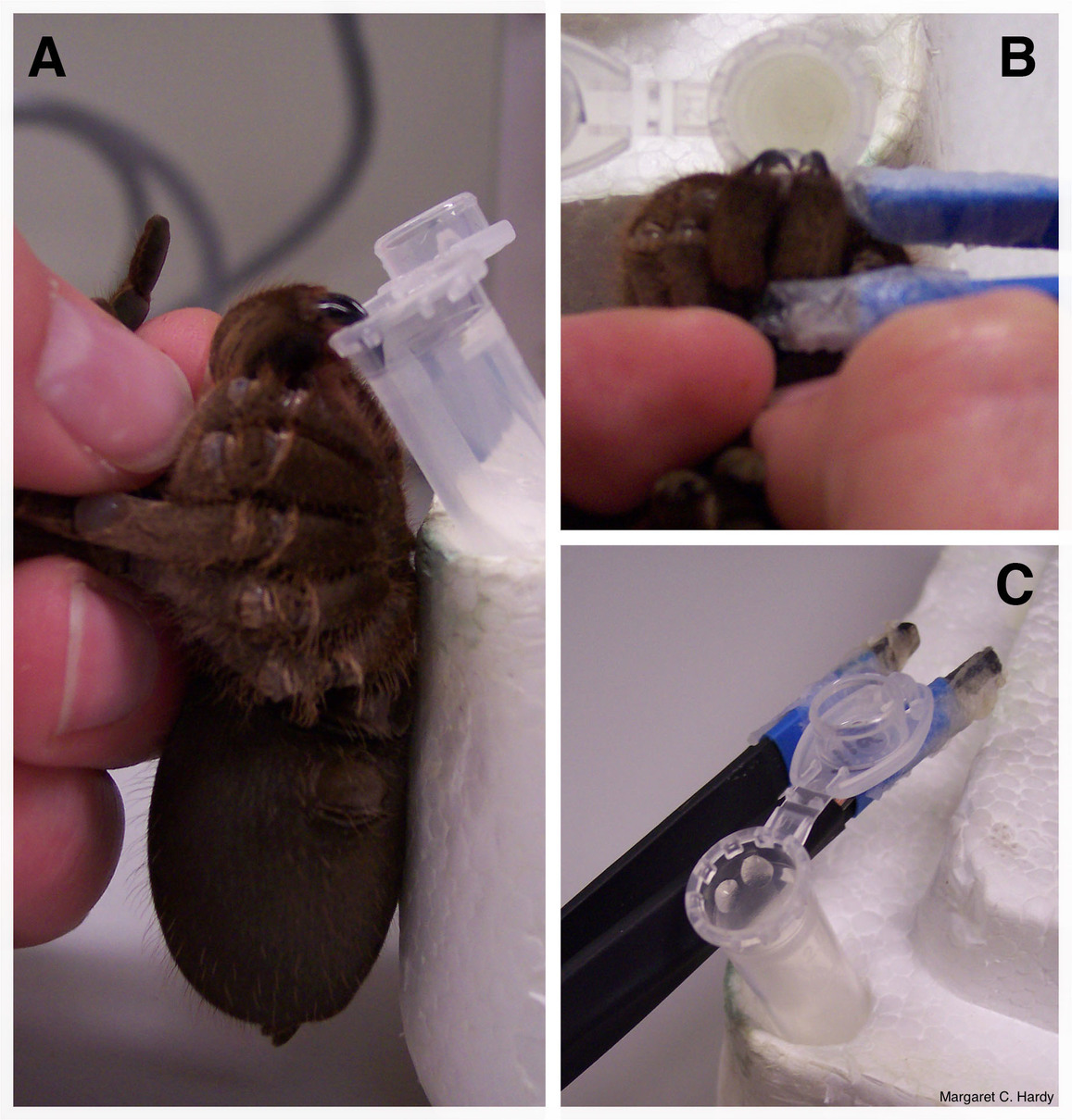 Milking a tarantula