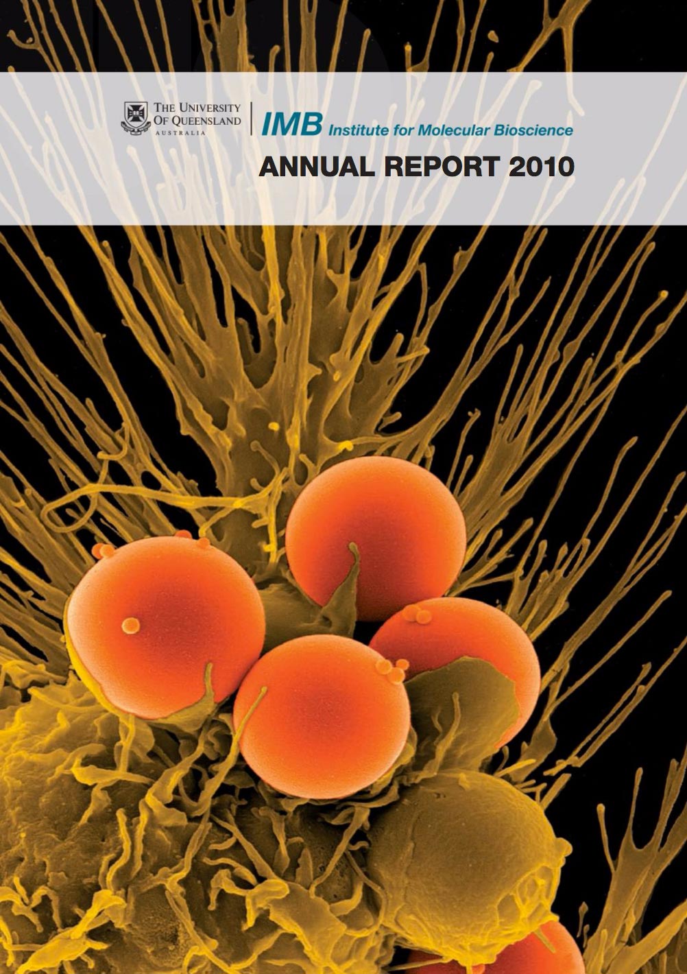2010 annual report cover