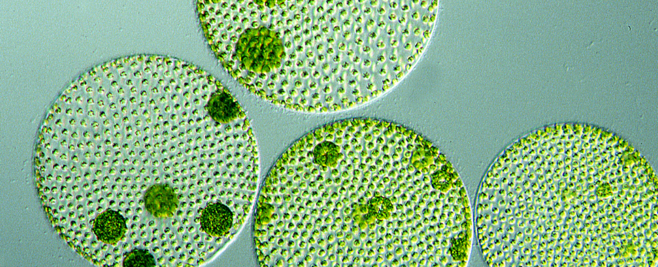 From burgers to biomed, algae reinvents cell culture