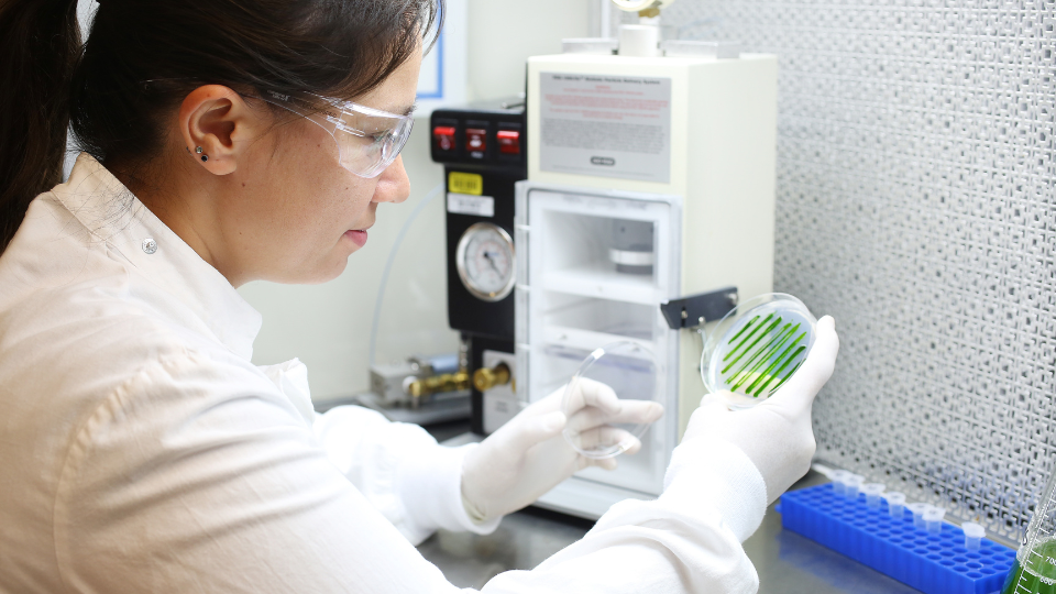 Dr Melanie Oey in lab with algae on petri dish