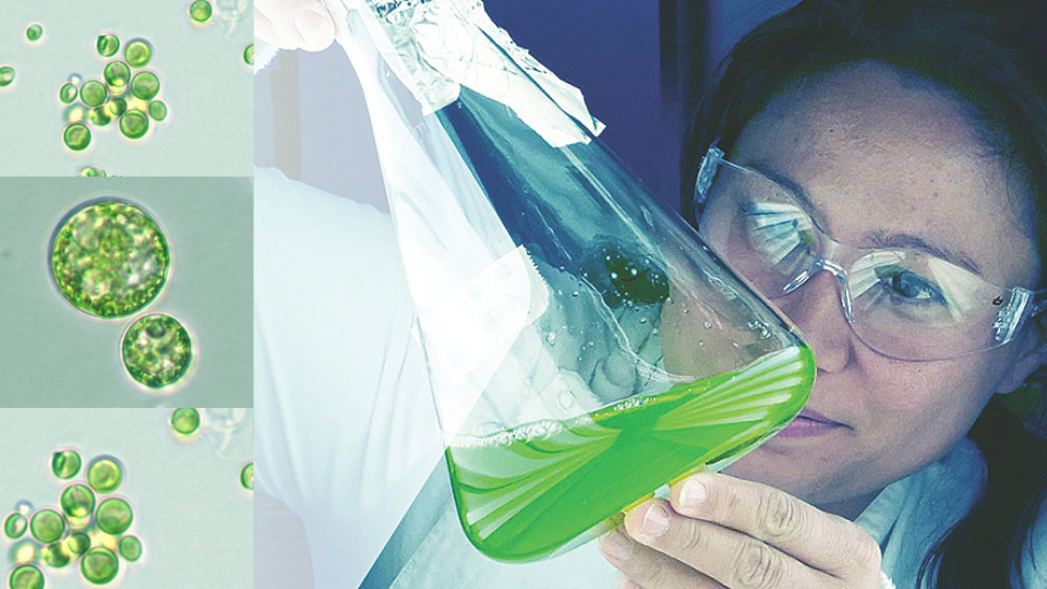 Dr Melanie Oey in white lab coat with flask and algae samples