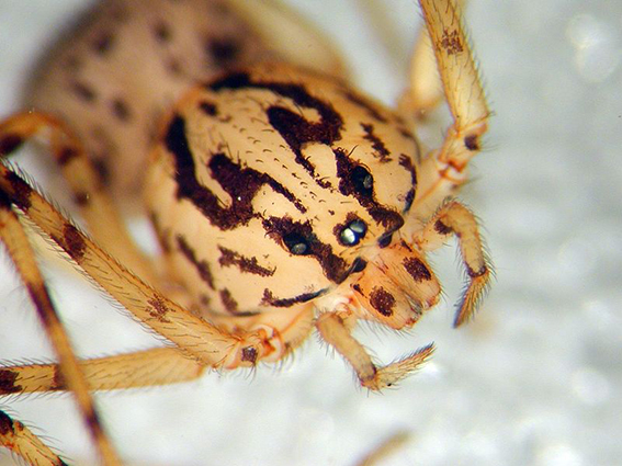 Researchers discover daddy longlegs spiders capture prey using glue