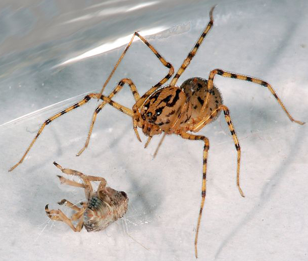 Close-up of a spider in its web eating its prey, Shot with:…