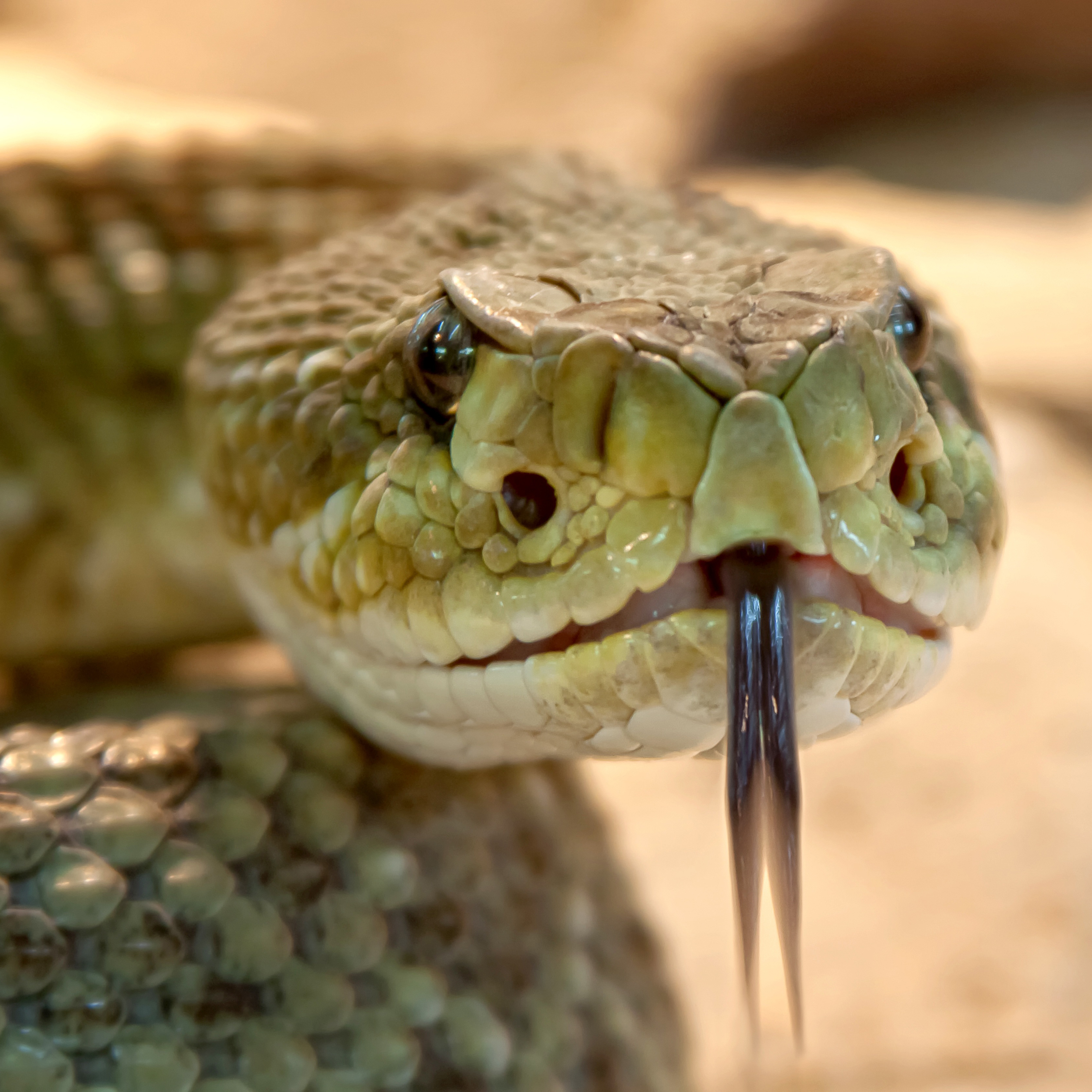 Слушать про змей. Змеи фото. Домашняя Кобра. Фото мудрой змеи. Голова гремучей змеи.