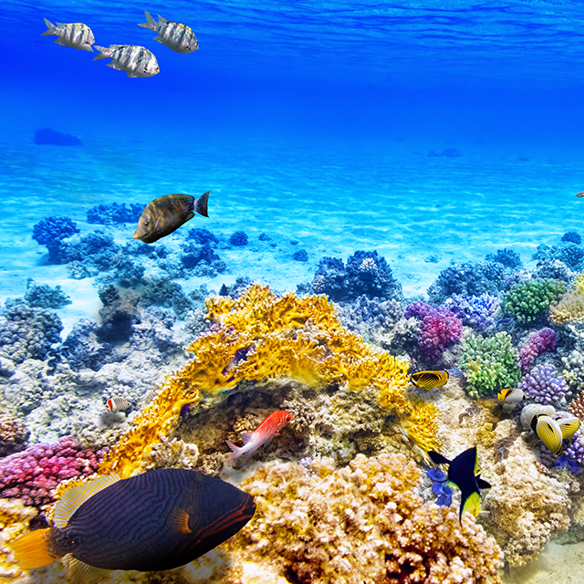 Unlocking genetic secrets to help save the Great Barrier Reef ...