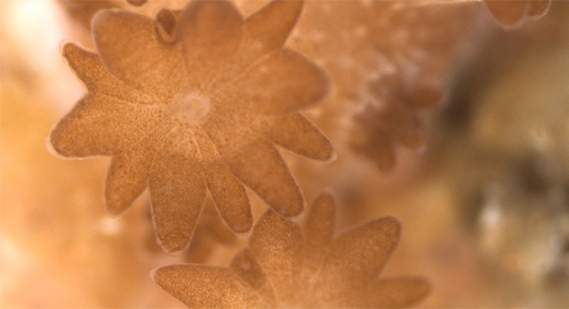 Symbiodinium, golden algae found in coral reef