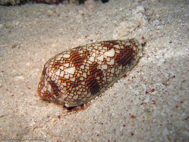 Cone snail