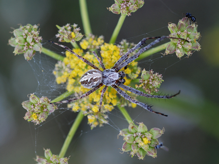Diguetia canities desert spider venom may help development of human-friendly insecticides