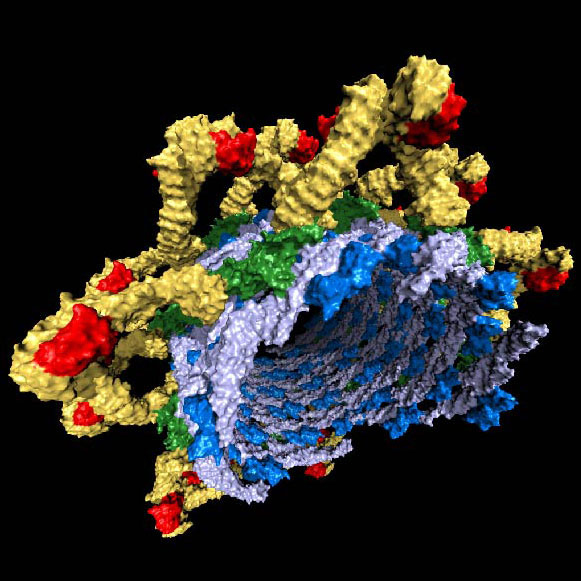 ‘Postal worker’ of the cell reveals insights into cellular cargo ...