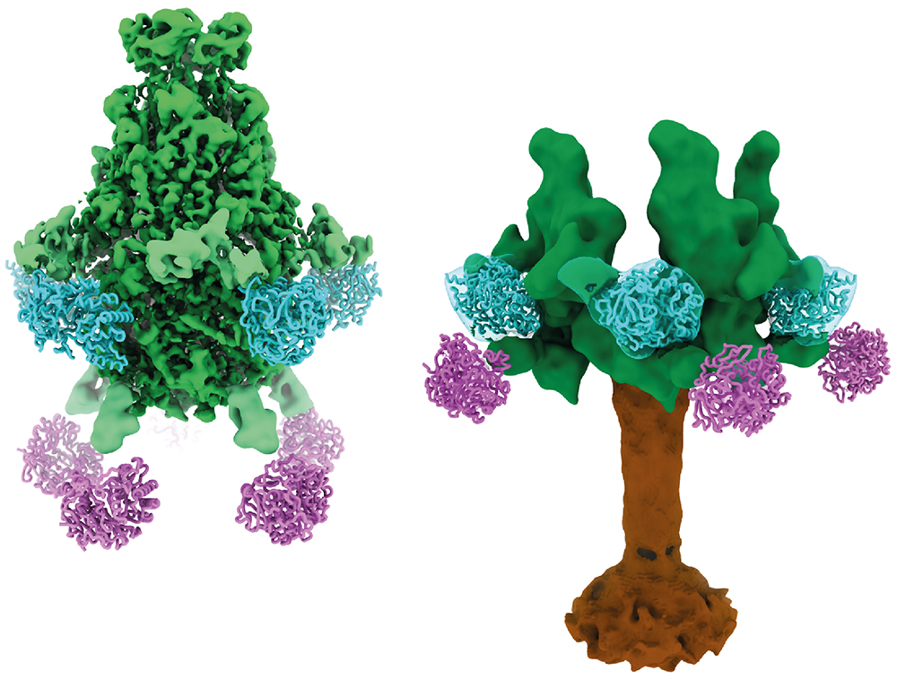 YenTcA Toxin