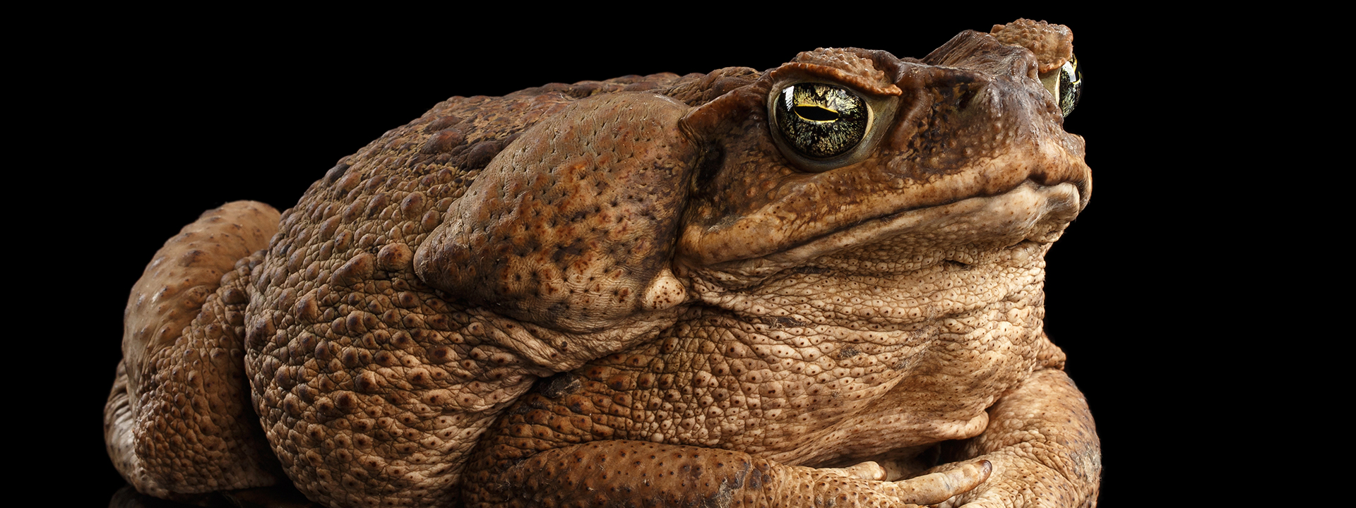 Citizen Science Grant Boosts Eradication Of Cane Toads Institute