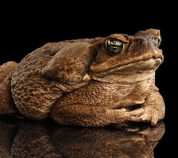 Citizen science grant boosts eradication of cane toads - Institute for ...