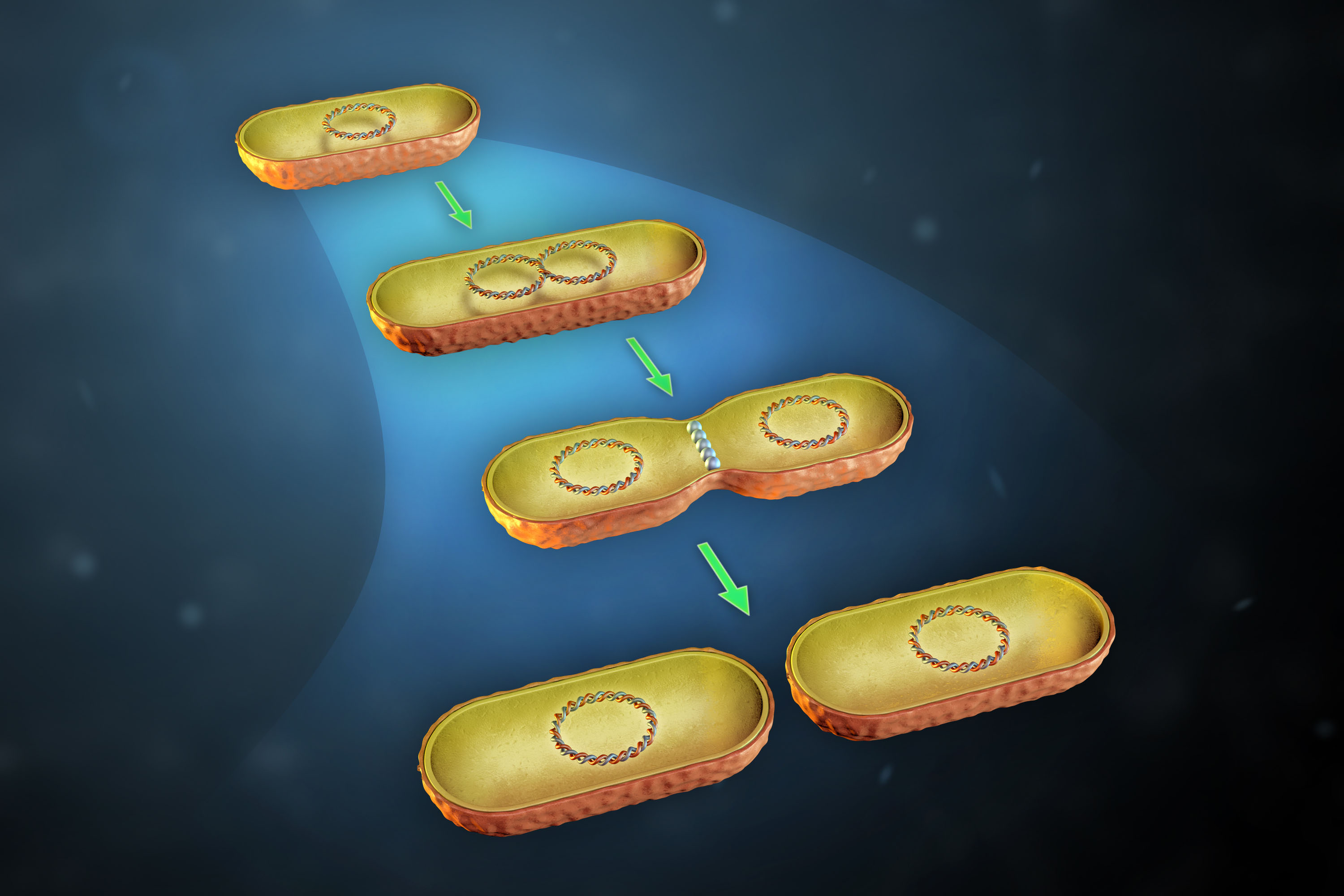 bacteria binary fission