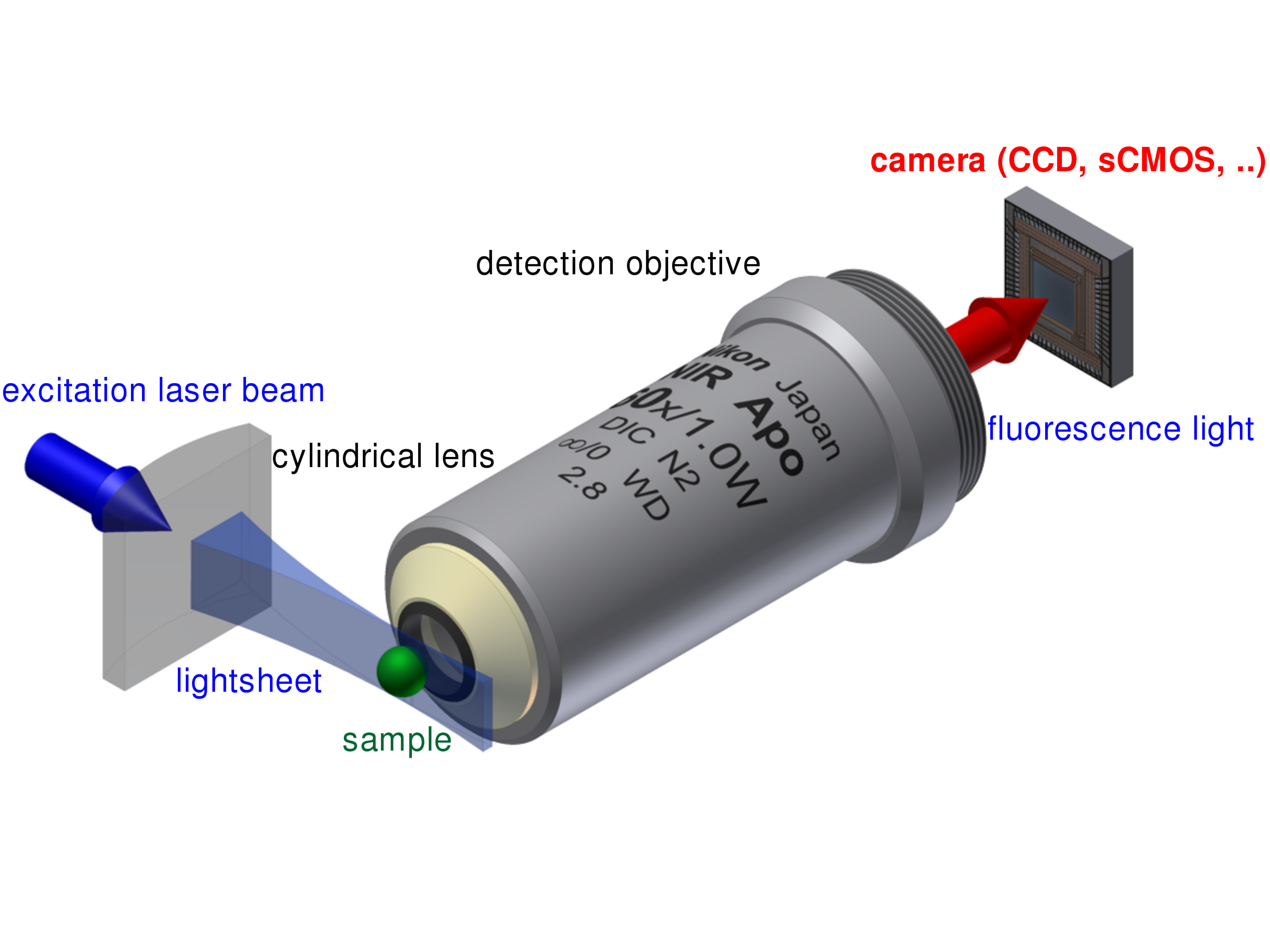 Single Plane Illumination Techniques (Lightsheet Microscopy