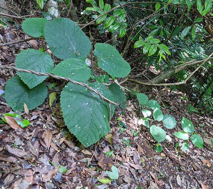 native-stinging-tree-toxins-match-the-pain-of-spiders-and-scorpions