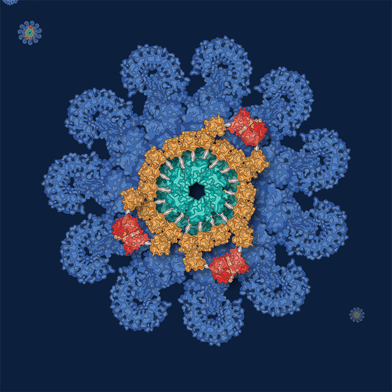 A protein complex called an inflammasome.