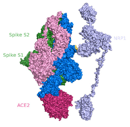 coronavirus spike protein