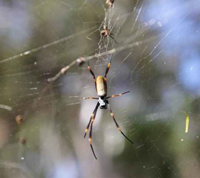 Summer spider season has begun, according to experts_'Encounters likely by  Kangaroo Blog - Issuu