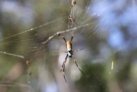 It's getting hotter, so spiders are emerging. Should I be alarmed