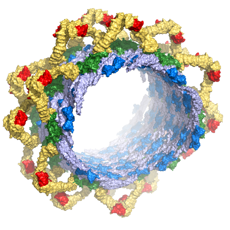 Tubule structure