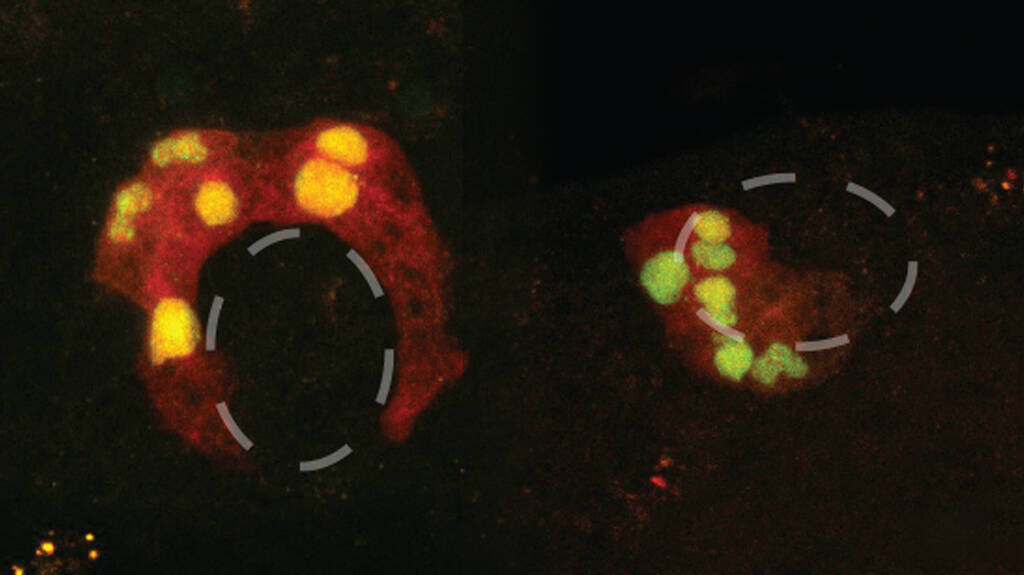  Nathan Palpant, Institute for Molecular Bioscience)