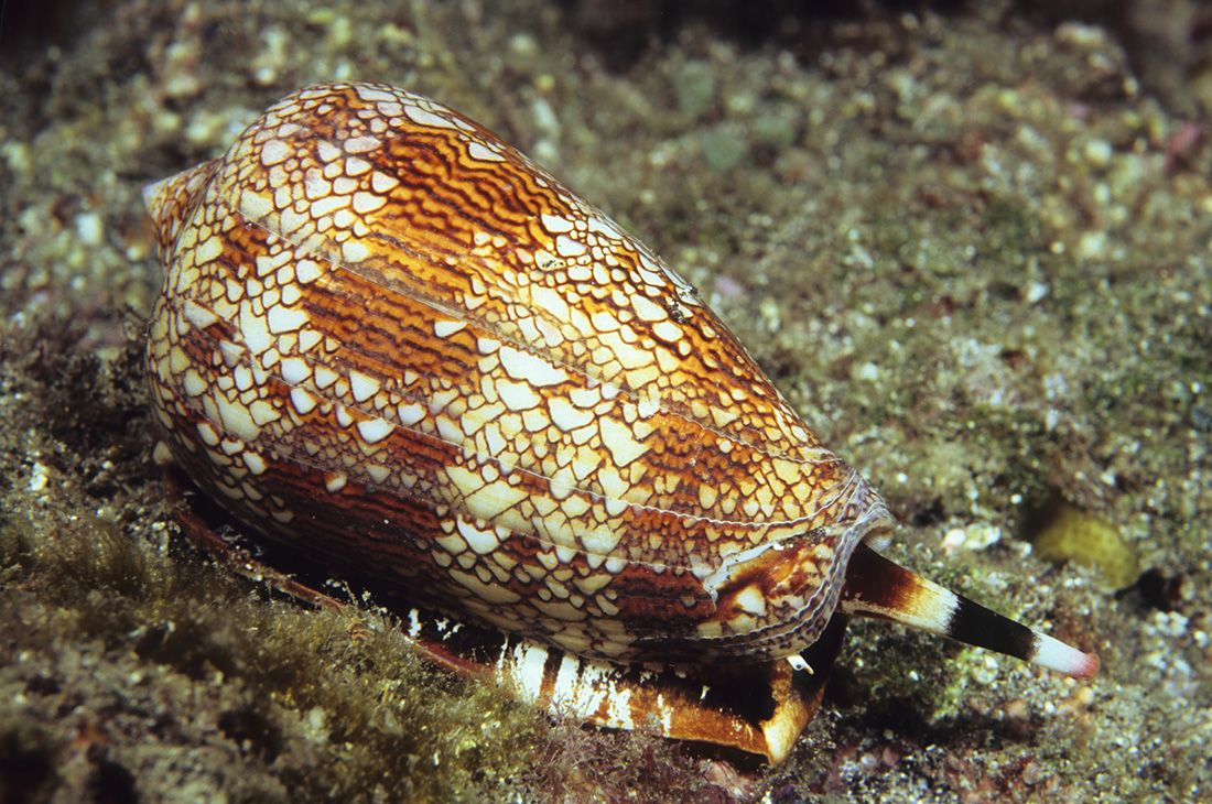 Researchers are exploring cone snail venom for new treatments.
