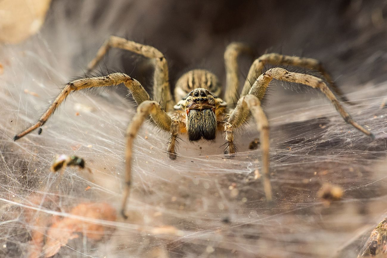 Potential painkillers have been found in spider venom.