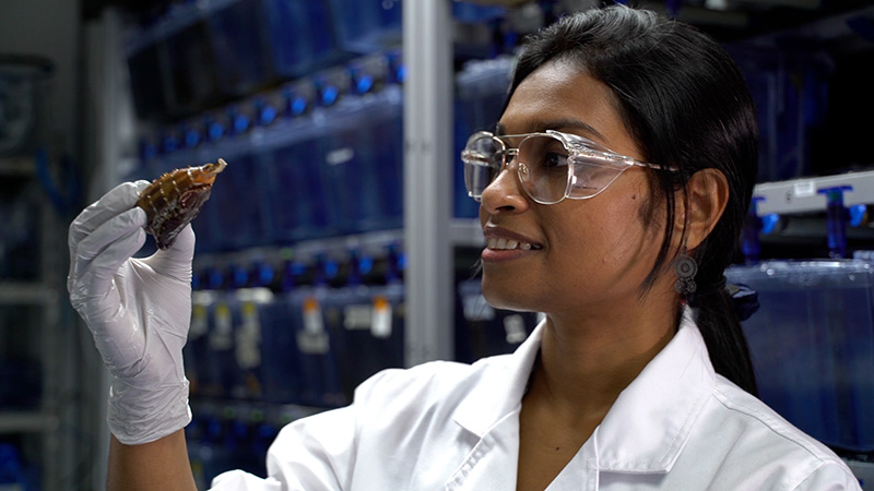 Dr Himaya Siddhihalu Wickrama Hewage examining a marine cone snail