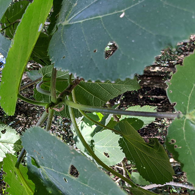 Queensland’s own gympietides hold hope for new painkillers Institute
