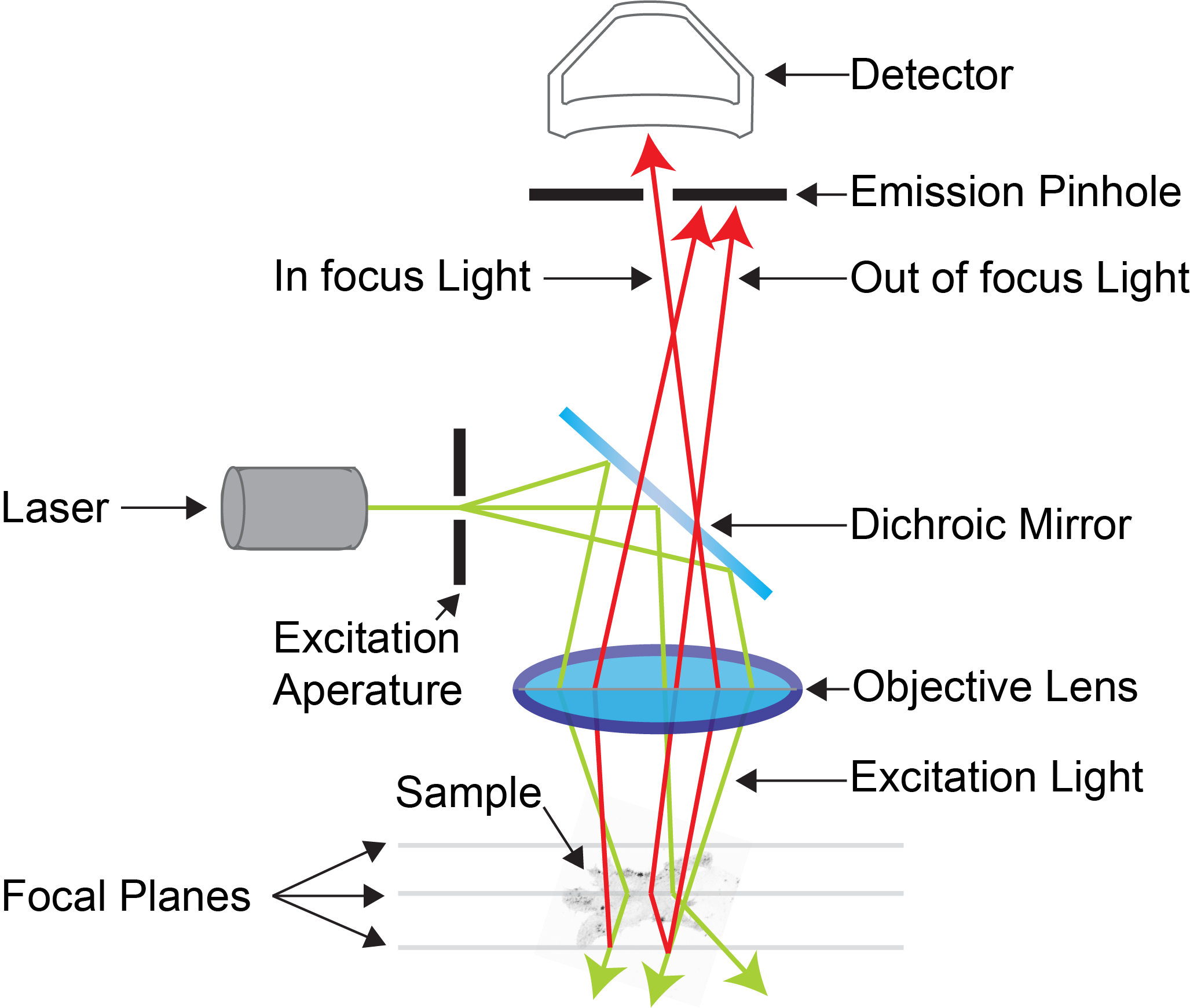 Confocal Microscopy   Confocal Microscope Diagram 