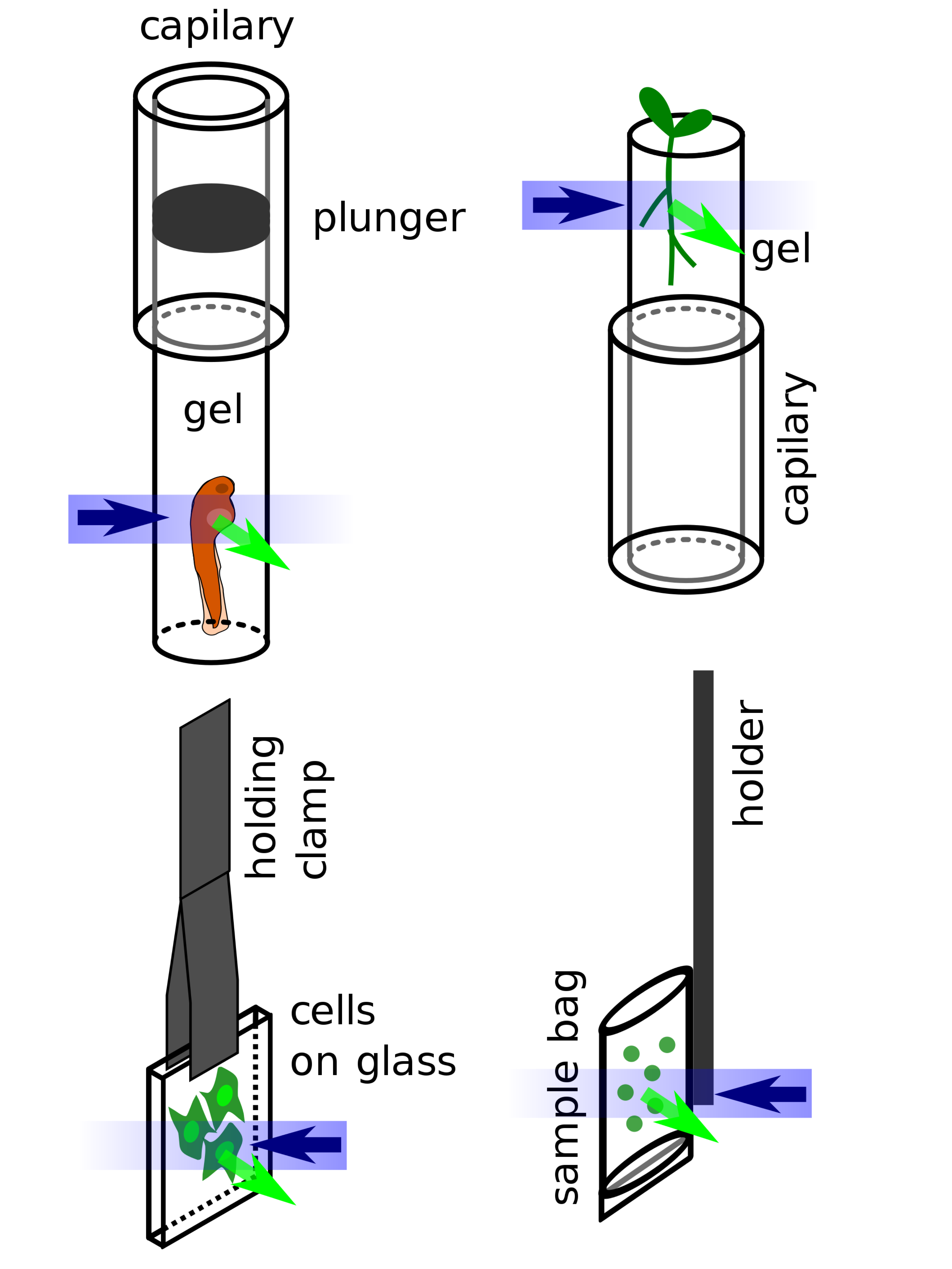 Light Sheet Microscopy Zebrafish Development Shelly Lighting