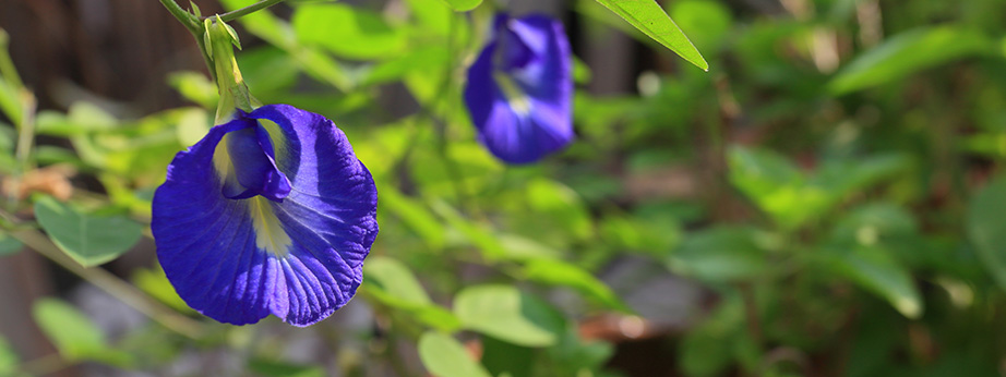 Butterfly pea