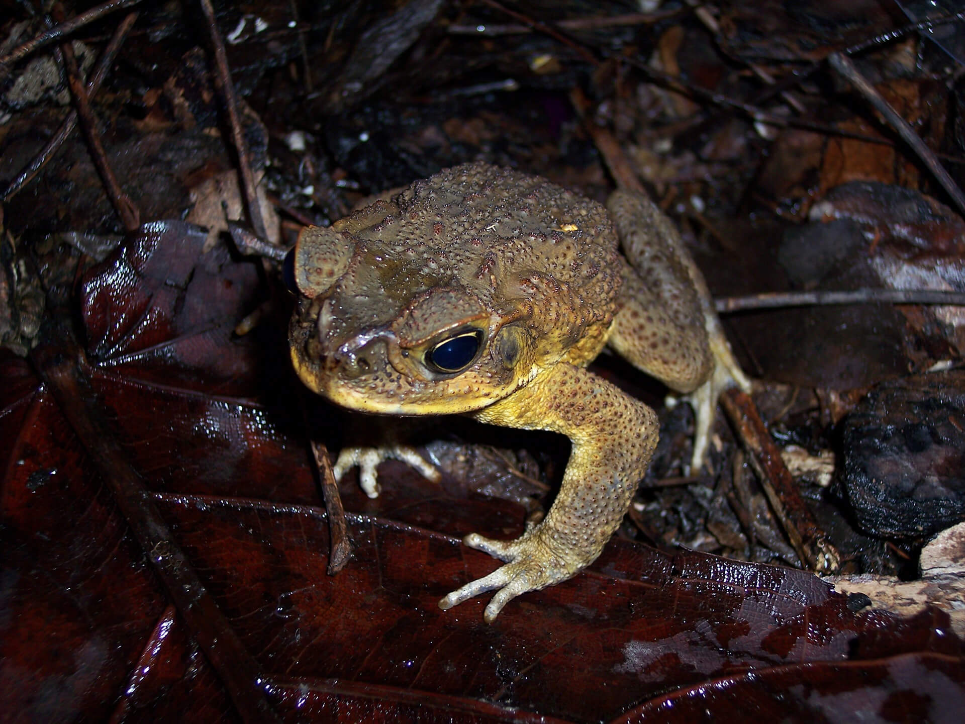 Cane toads have a detrimental impact on native species and are responsible for some being declared endangered.