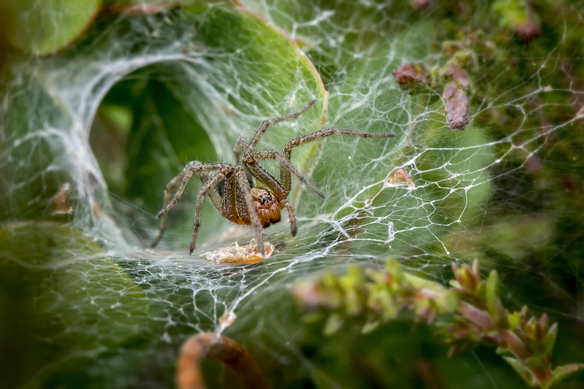 It's getting hotter, so spiders are emerging. Should I be alarmed? -  Institute for Molecular Bioscience - University of Queensland