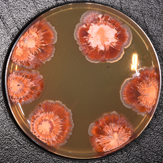 A microbial growth on a petri dish from a soil sample that resembles a flower