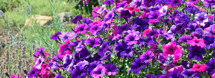 Petunias