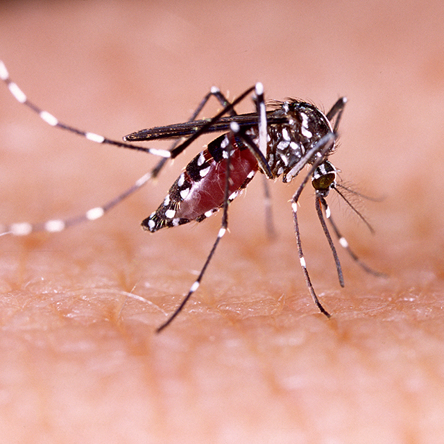 Aedes aegypti mosquito, which carries dengue fever