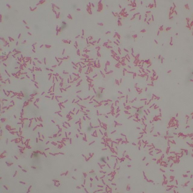 Burkholderia pseudomallei bacteria