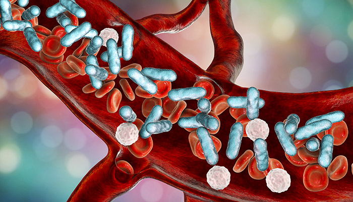 Blood vessel showing cells and bacteria inside