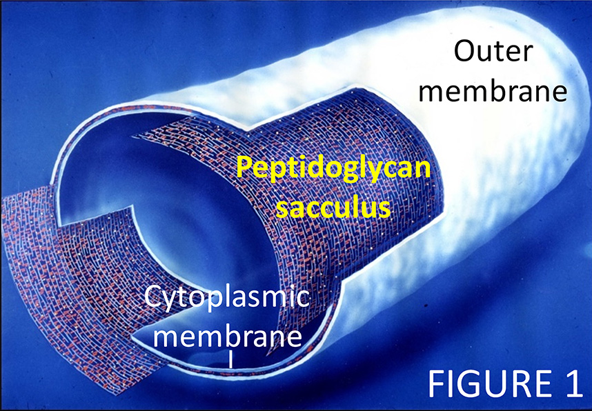 Diagram of Peptidoglycan sacculus and location between outer membrane and cytoplasmic membrane