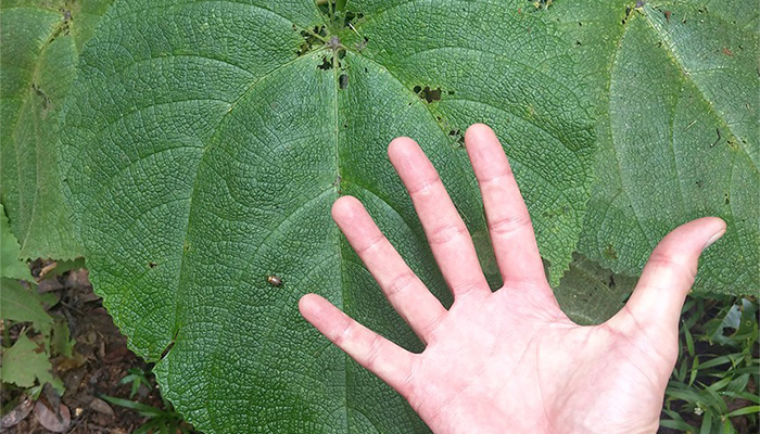 stinging ttee leaf and hand