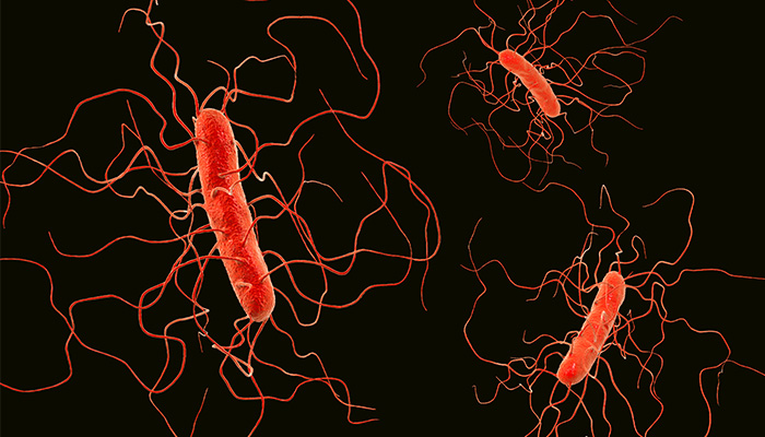 Clostridium bacteria