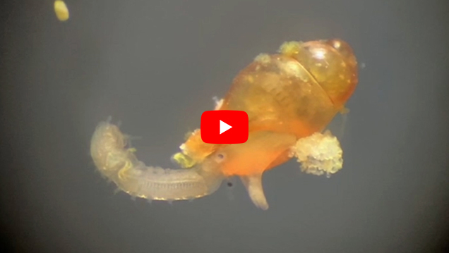 Video of juvenile cone snail eating worm