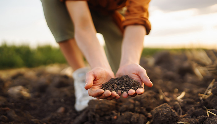 Soil in hands 