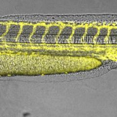 Stitched full embryo