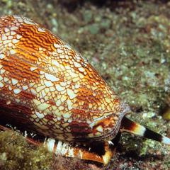 Cone snail