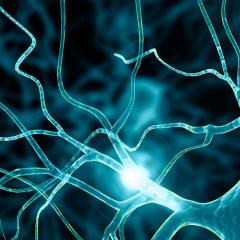 Sensory neurons